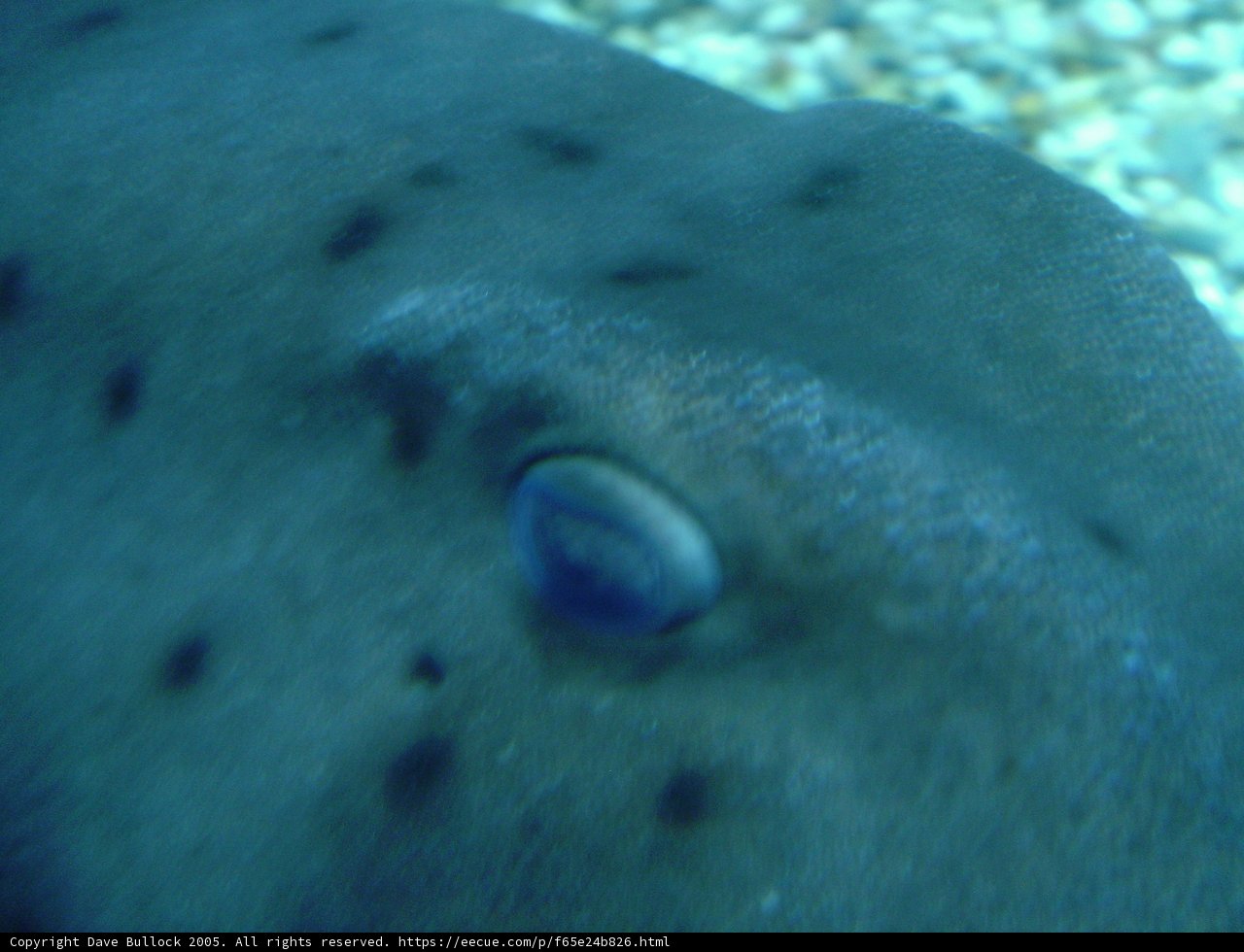 Blue-Eyed Fish in its Natural Habitat