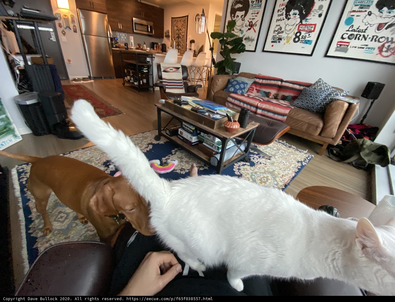 Cat and Dog Cozying up in Chic Living Room