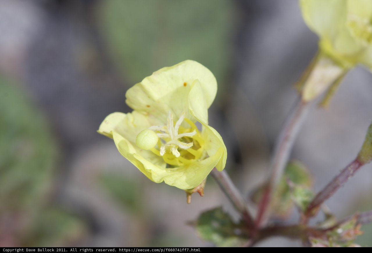 Yellow Geranium in Full Bloom