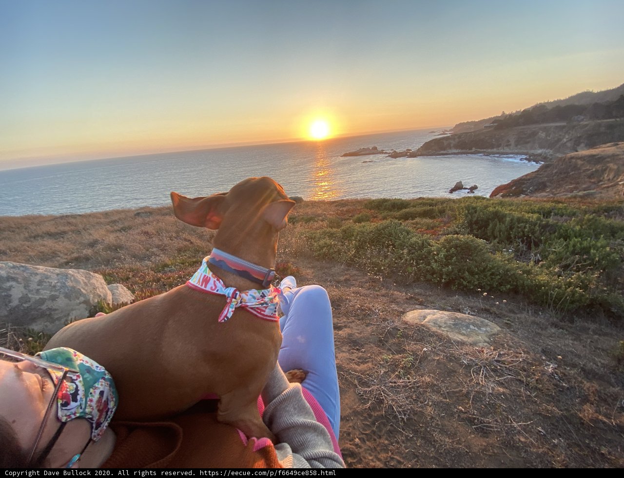 Overlooking the Ocean with Man's Best Friend