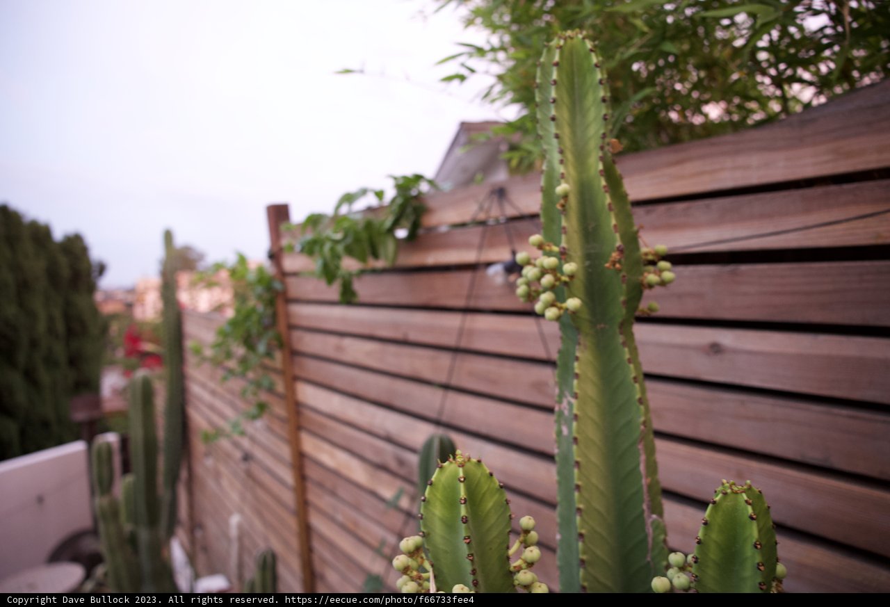 LA's Prickly Resident