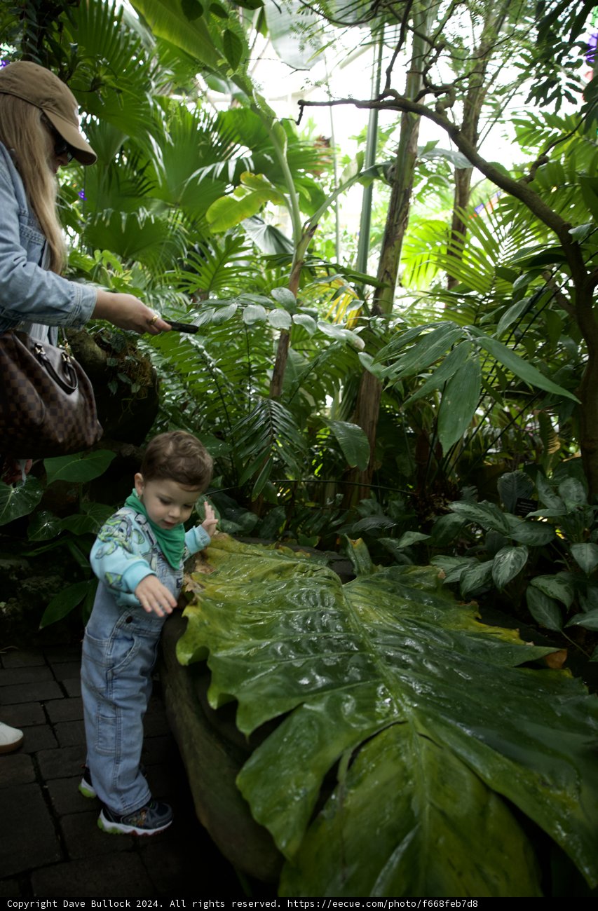 Unforgettable Memory: Exploring the Rainforest Aura in Golden Gate Park