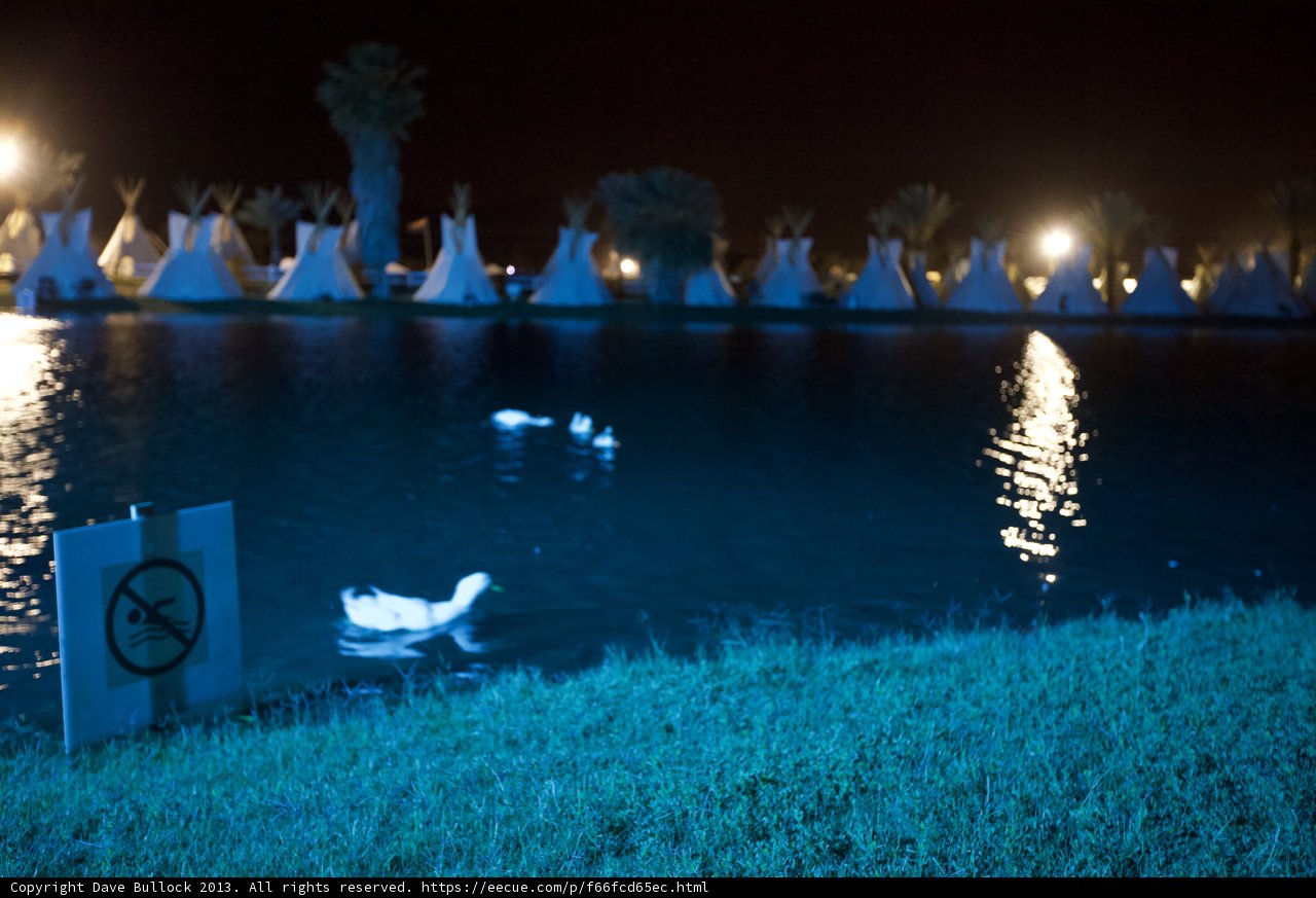 Ducks in the Night