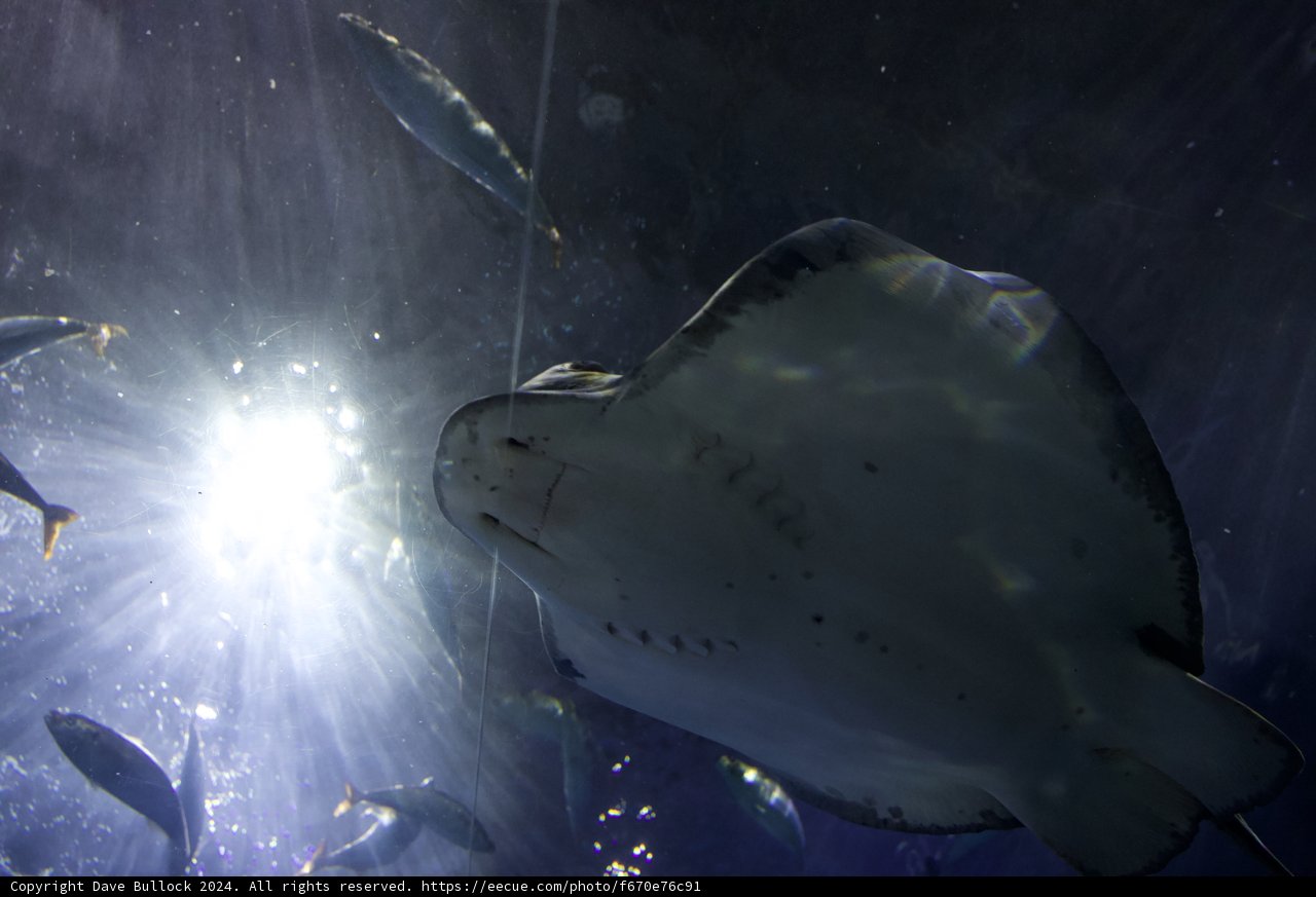 Majestic Underwater Ballet: Stingray and Companions