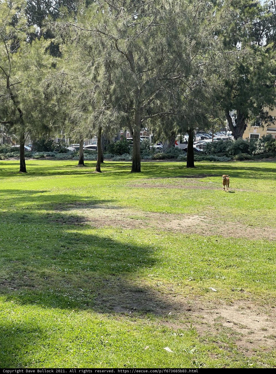 Playful Pup in Jefferson Square
