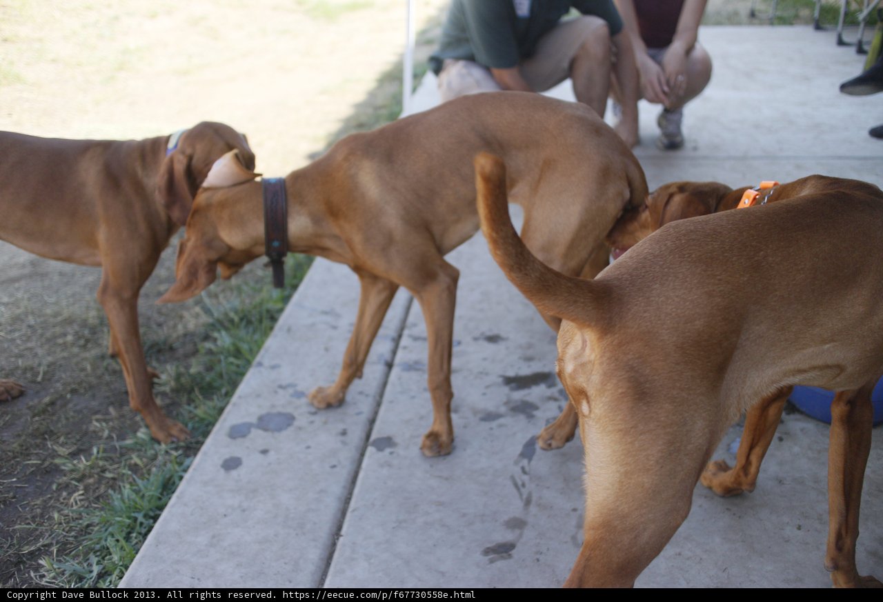 Canine Companions