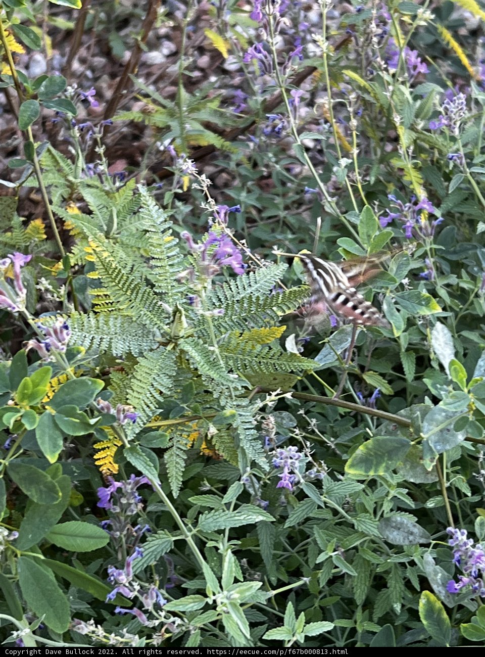 Butterfly at Meadow of Purple Flowers