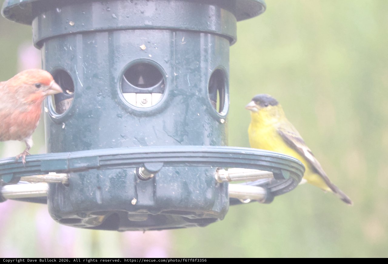 House Finch and Lesser Goldfinch Share Bird Feeder