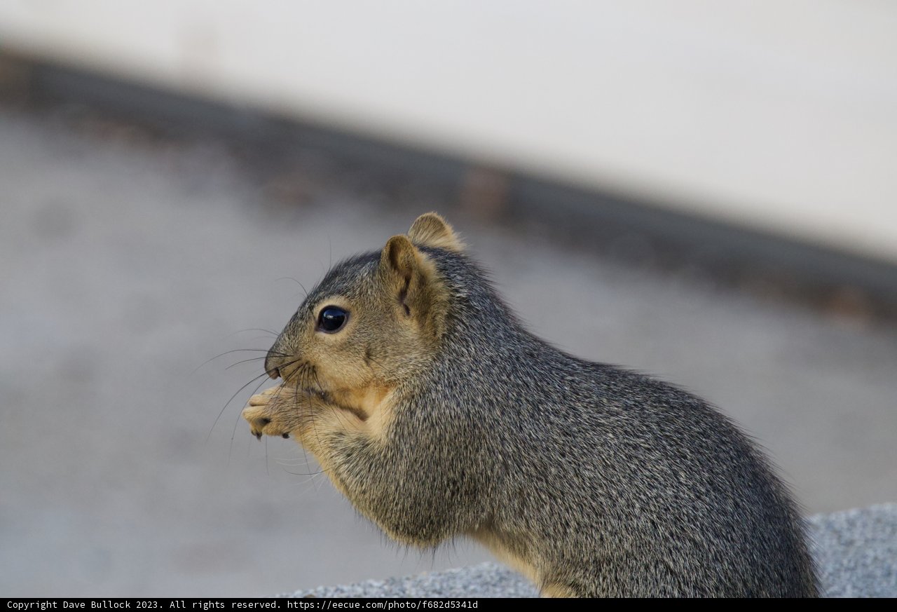 El Sereno Whiskers at Work
