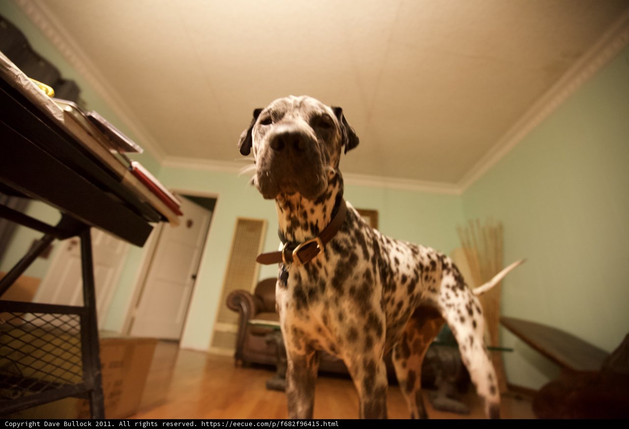 The Spot on the Wood Floor