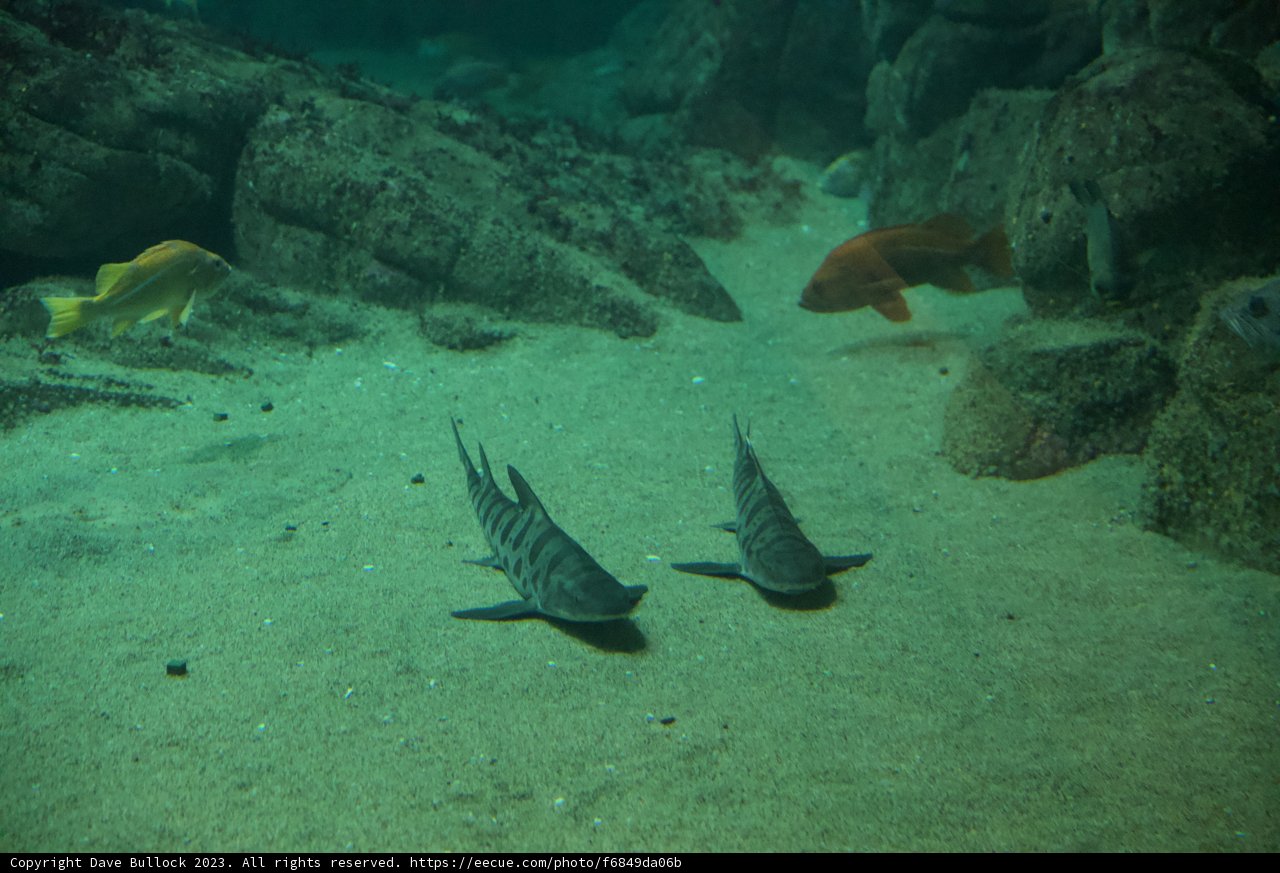 Aquatic Ballet in Monterey Bay