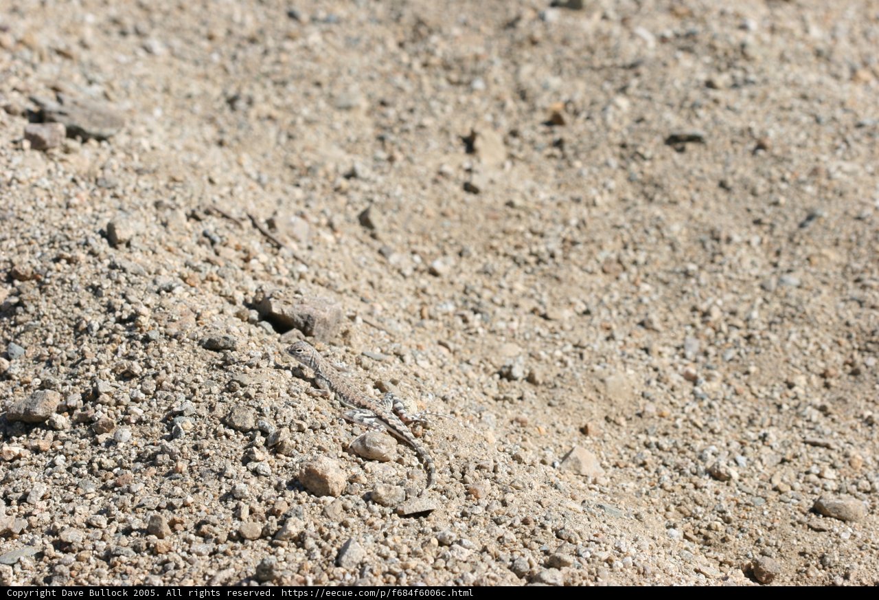 Sunbathing Lizard