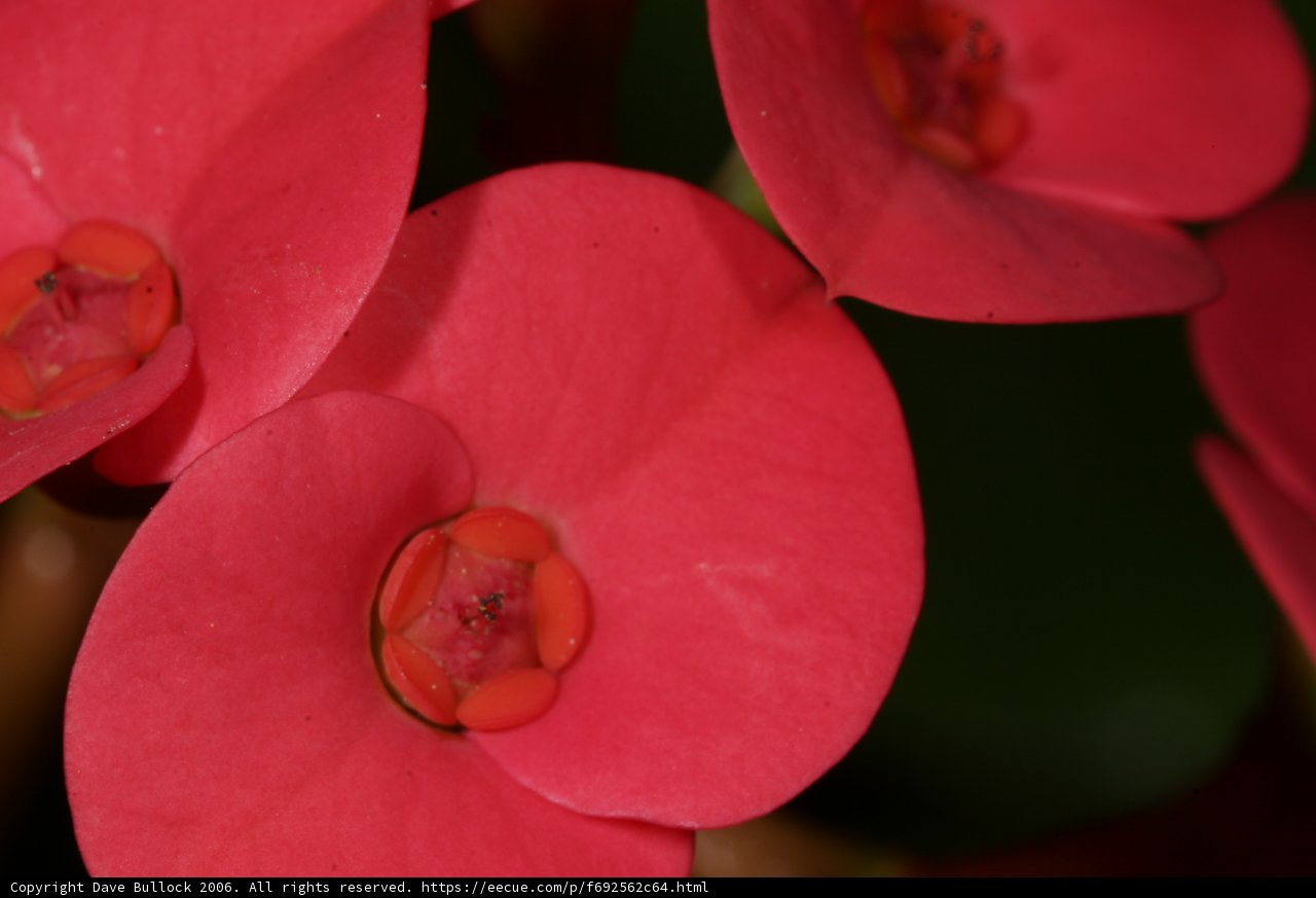 Vibrant Blooms
