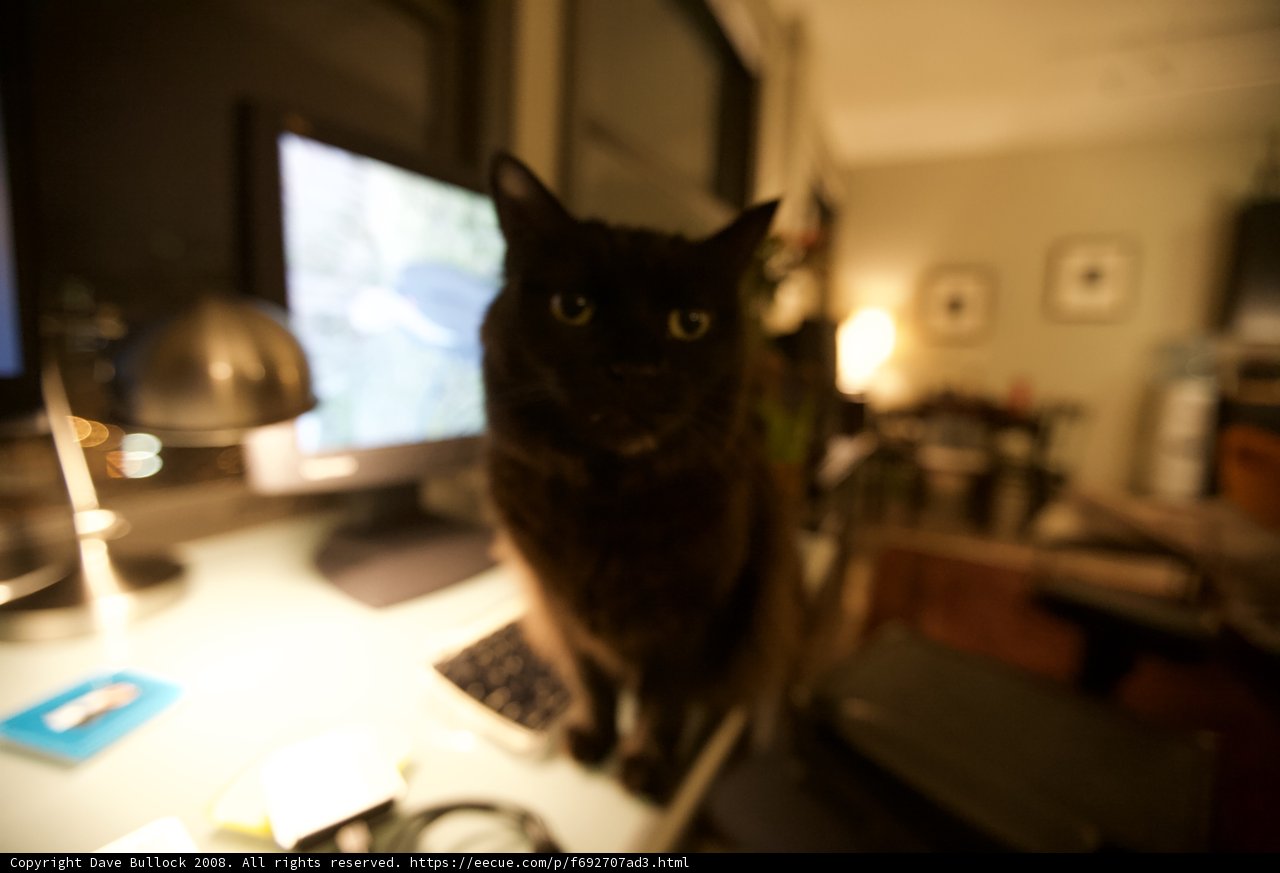 Feline Tech-Savvy