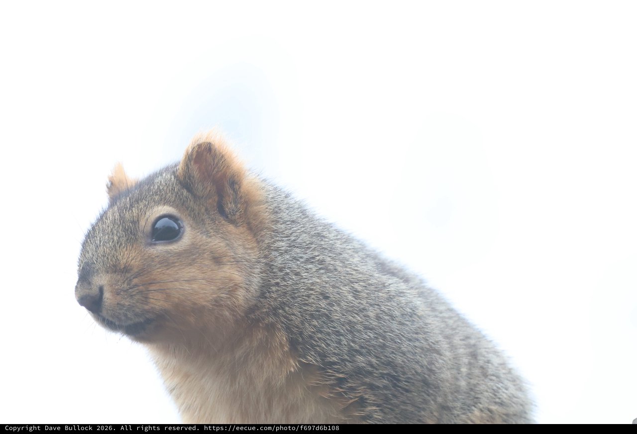 Alert Ground Squirrel Portrait in Soft Natural Light