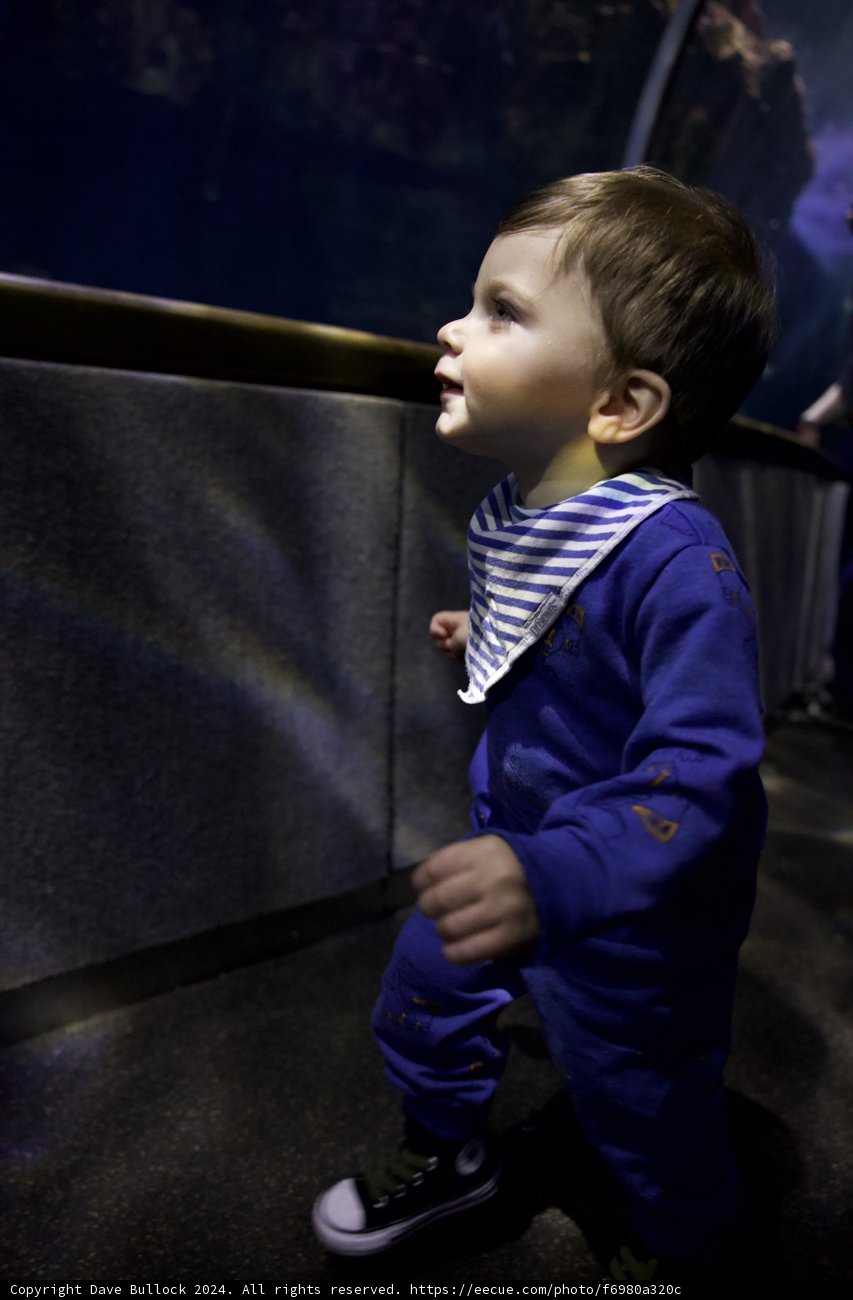 Moments of Wonder: Aquarium Day 2024