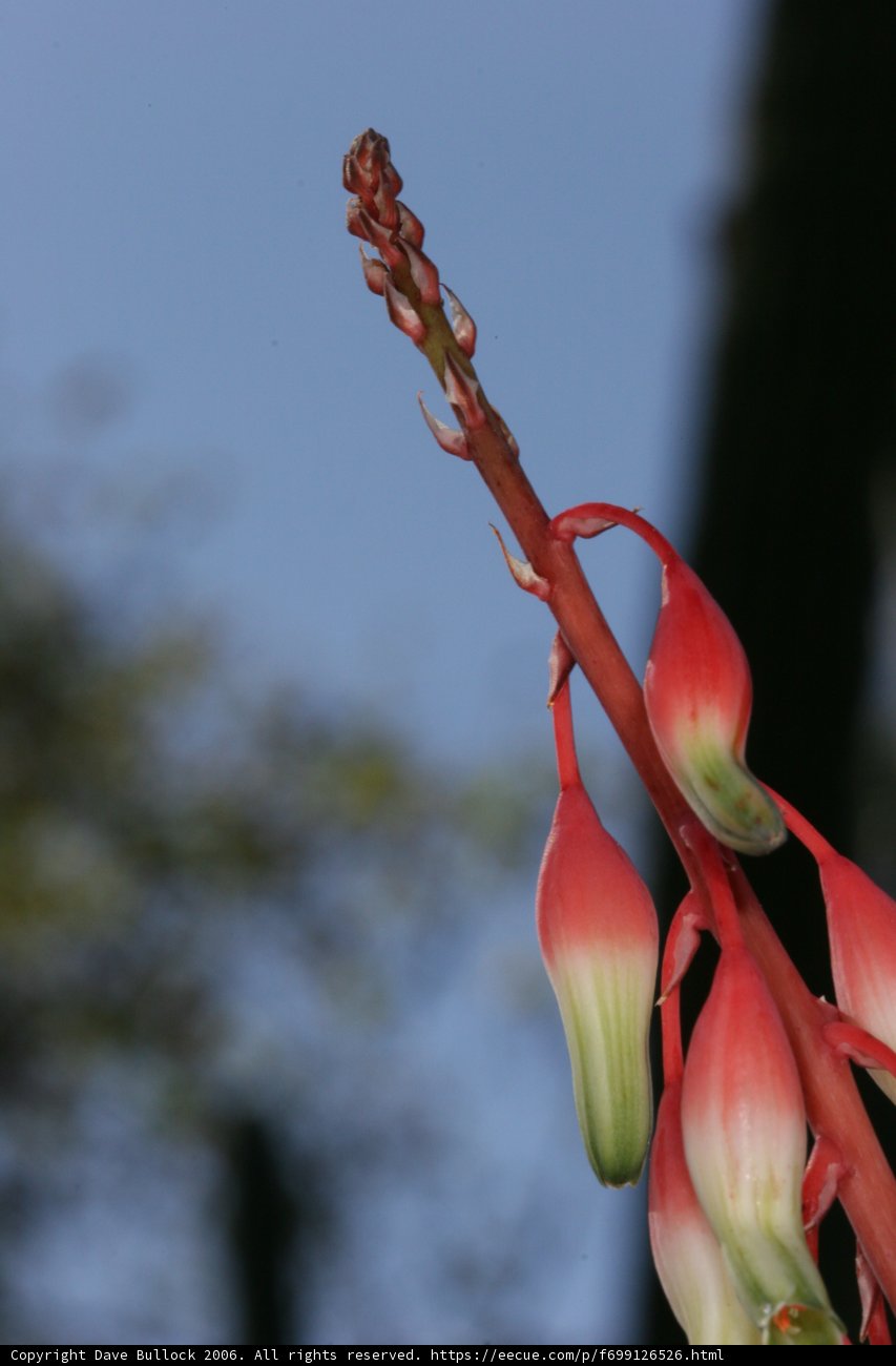 Blooming Beauty