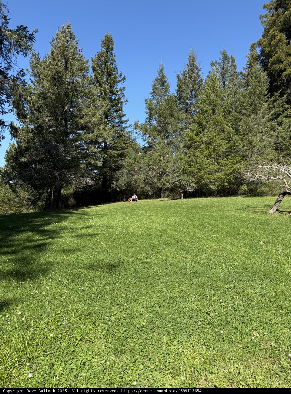 Tranquil Morning in Guerneville