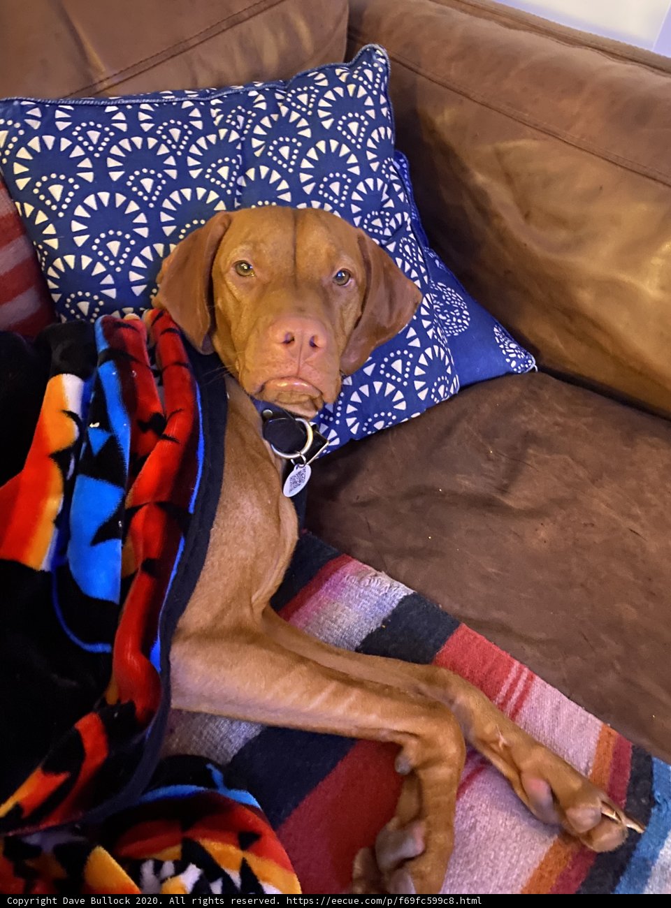 Cozy Canine on a Cushioned Couch