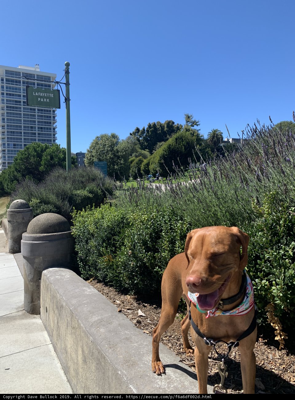 A Vizsla's Day Out