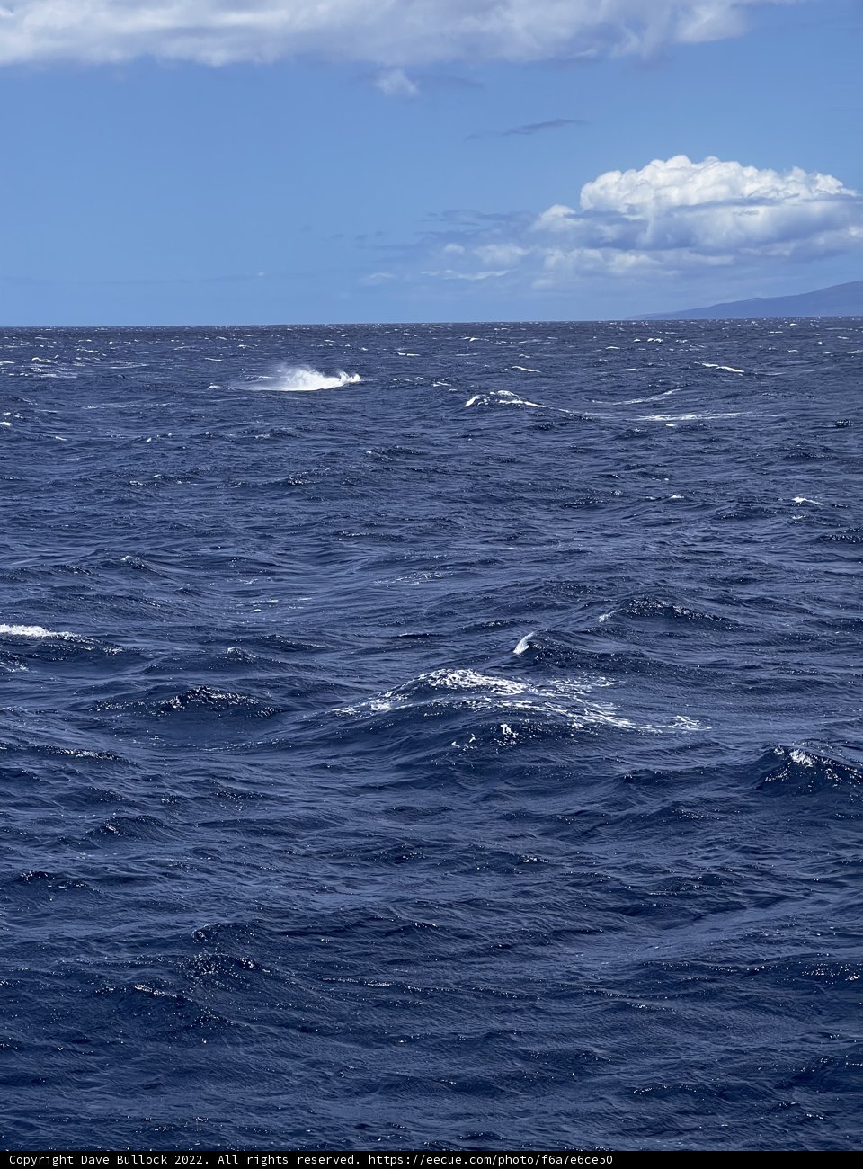 Oceanic Wonder