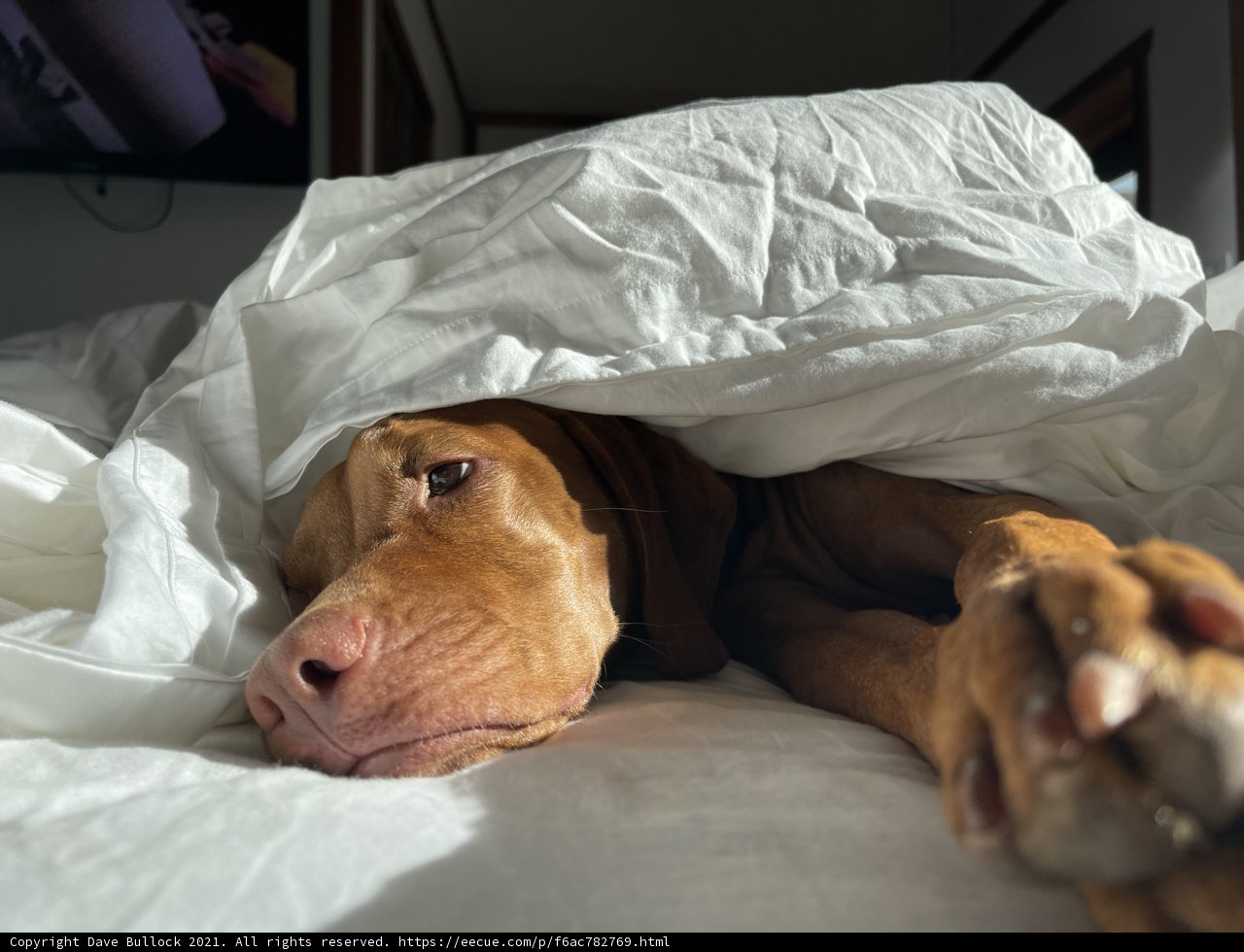 Cozy Canine