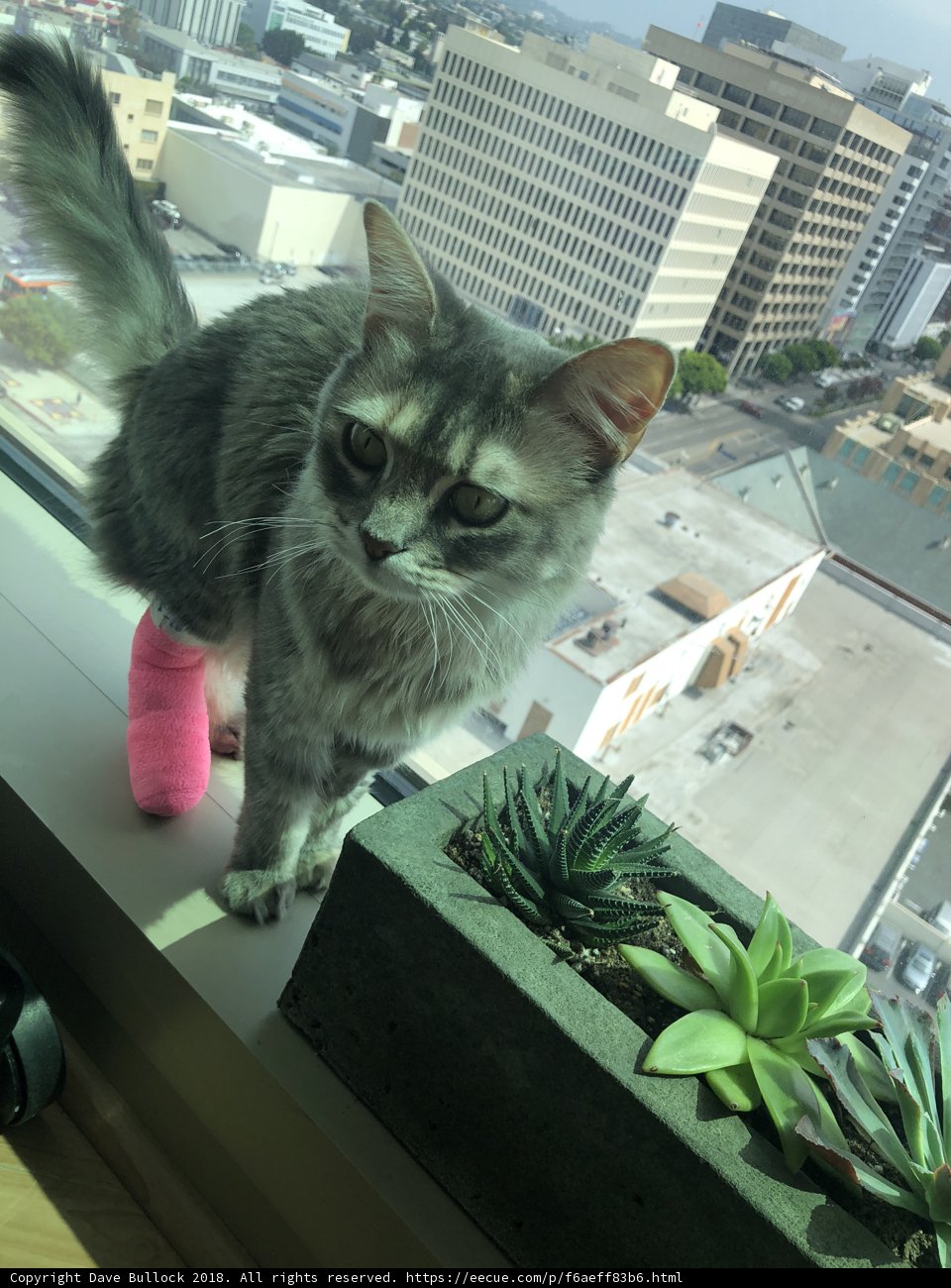 The Brave Cat with a Cast