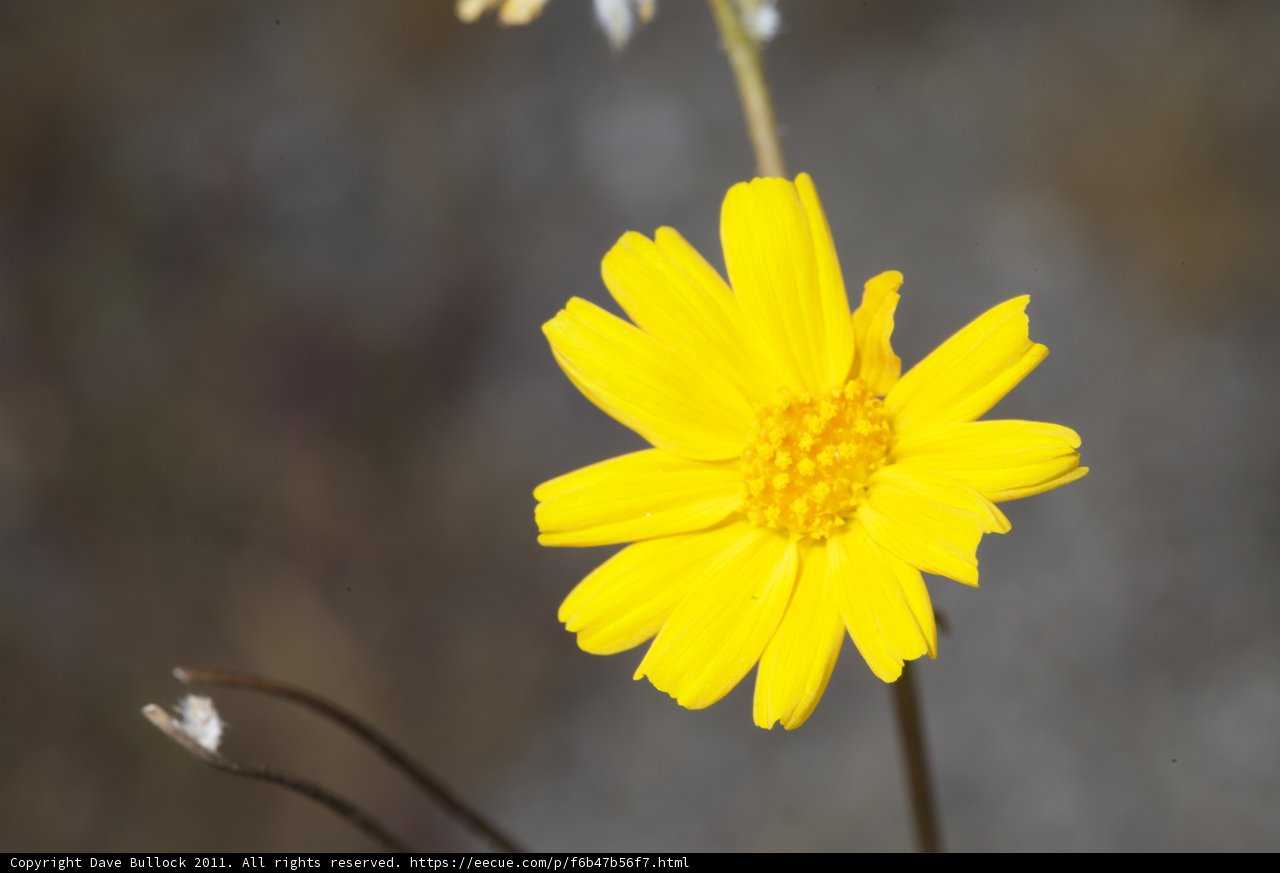 Sunny Daisy in the Field