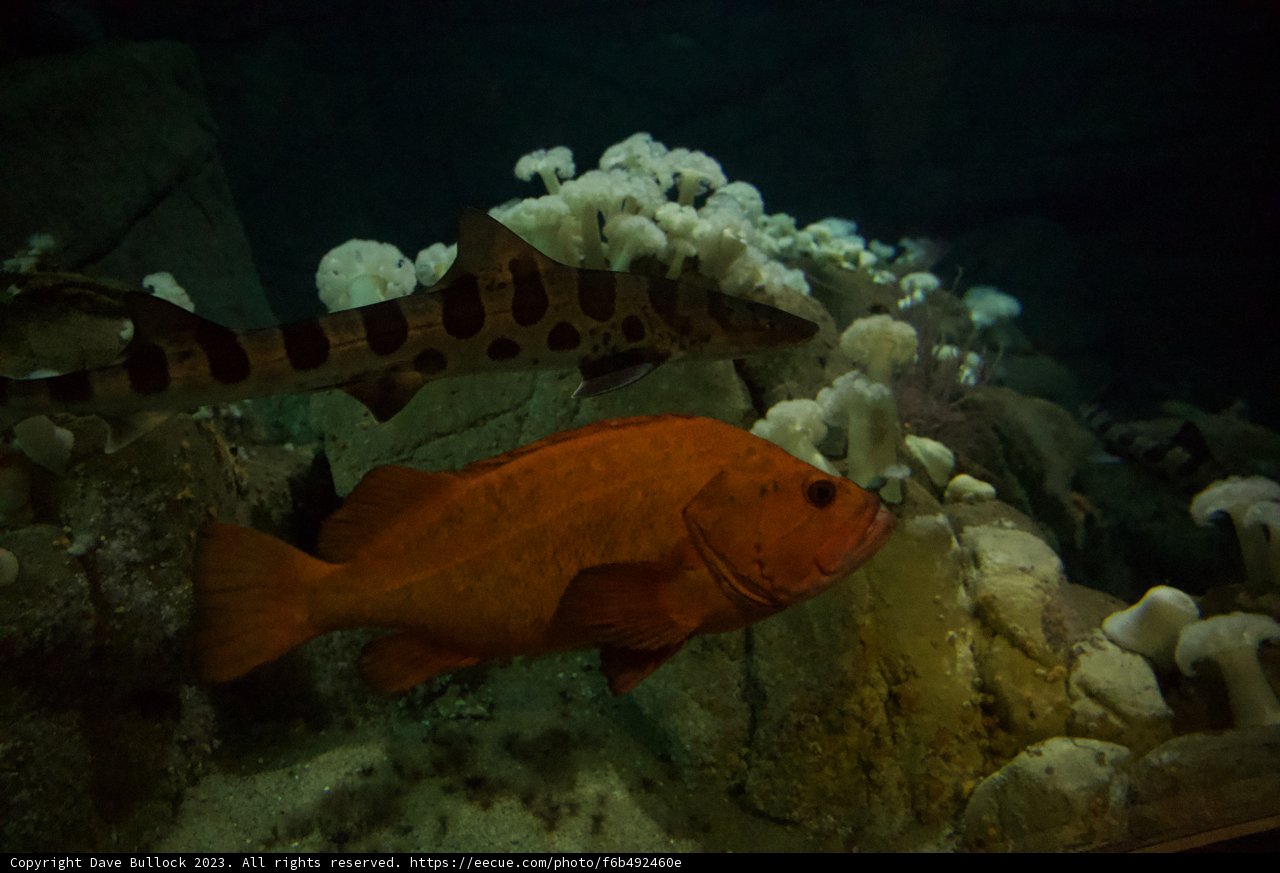 Unseen Depths of Monterey: A Sea Life Encounter