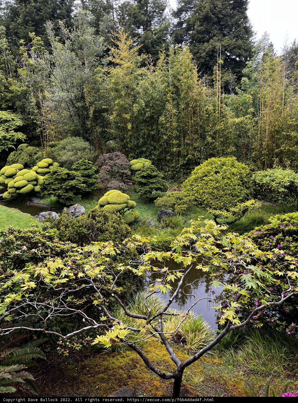 Serenity in the Japanese Tea Garden