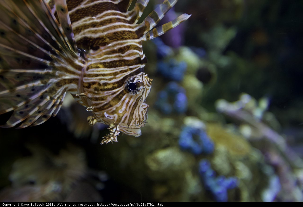 Majestic Lionfish in its Aquatic Home