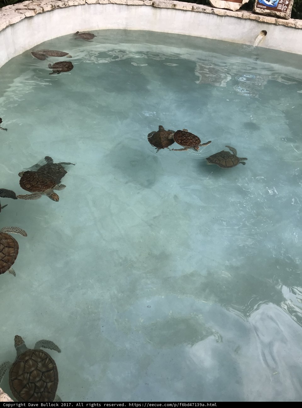 Turtle Paradise