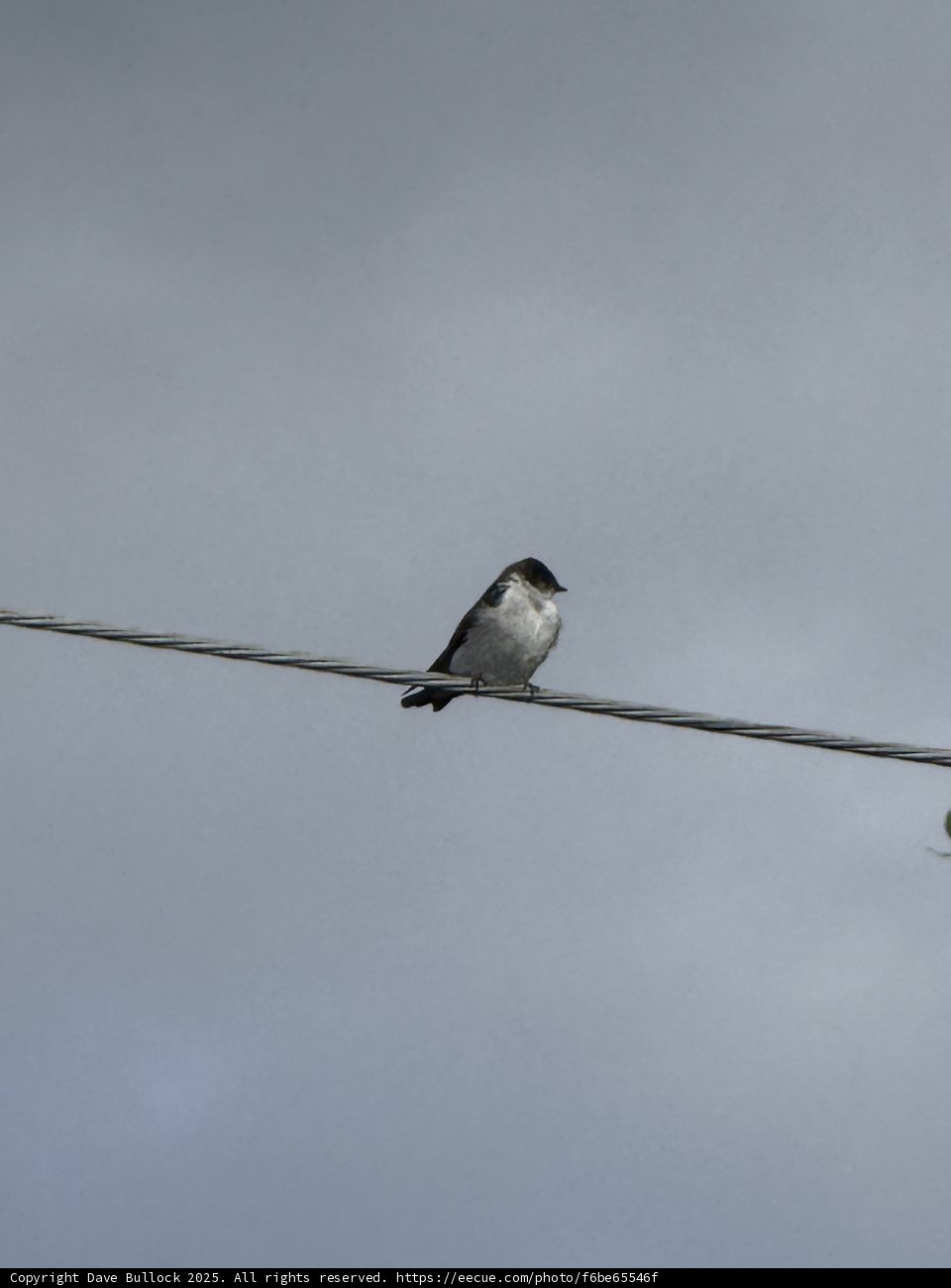 Perched on the Wire