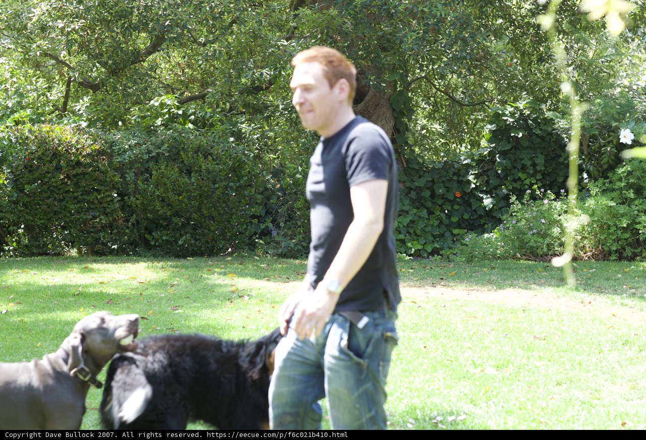 Man and his Furry Companions on a Walk in the Park