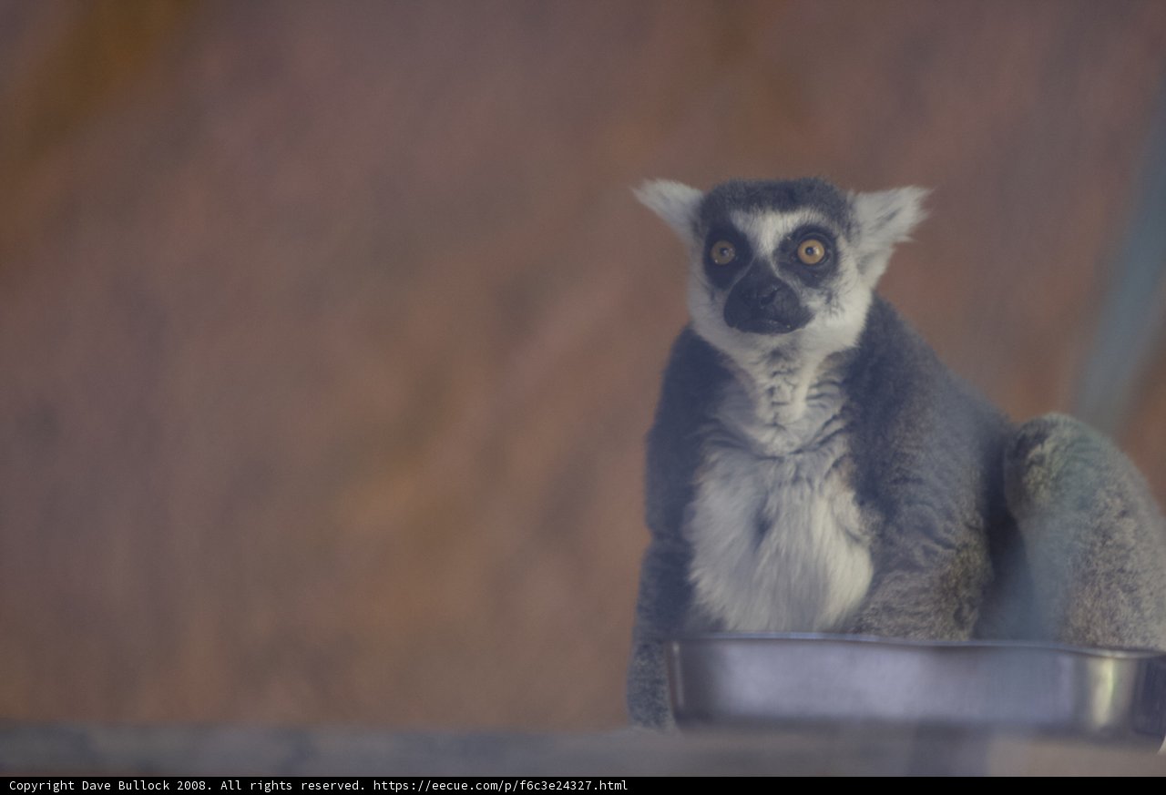 Peaceful Lemur Resting on a Bowl
