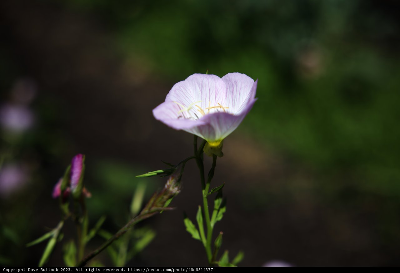 A Solitary Bloom in the Field