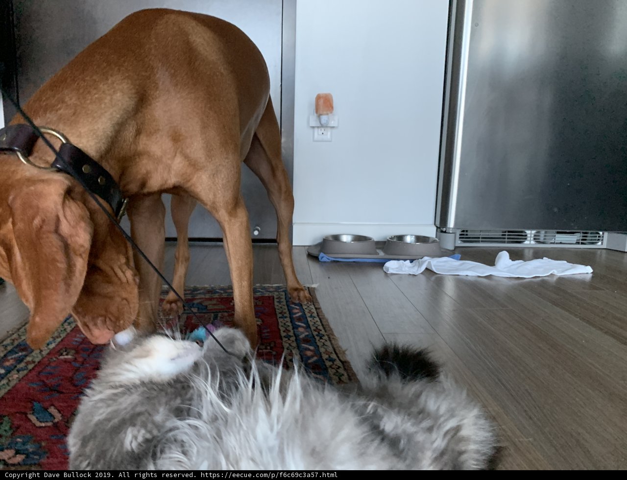 Furry Friends on a Hardwood Floor