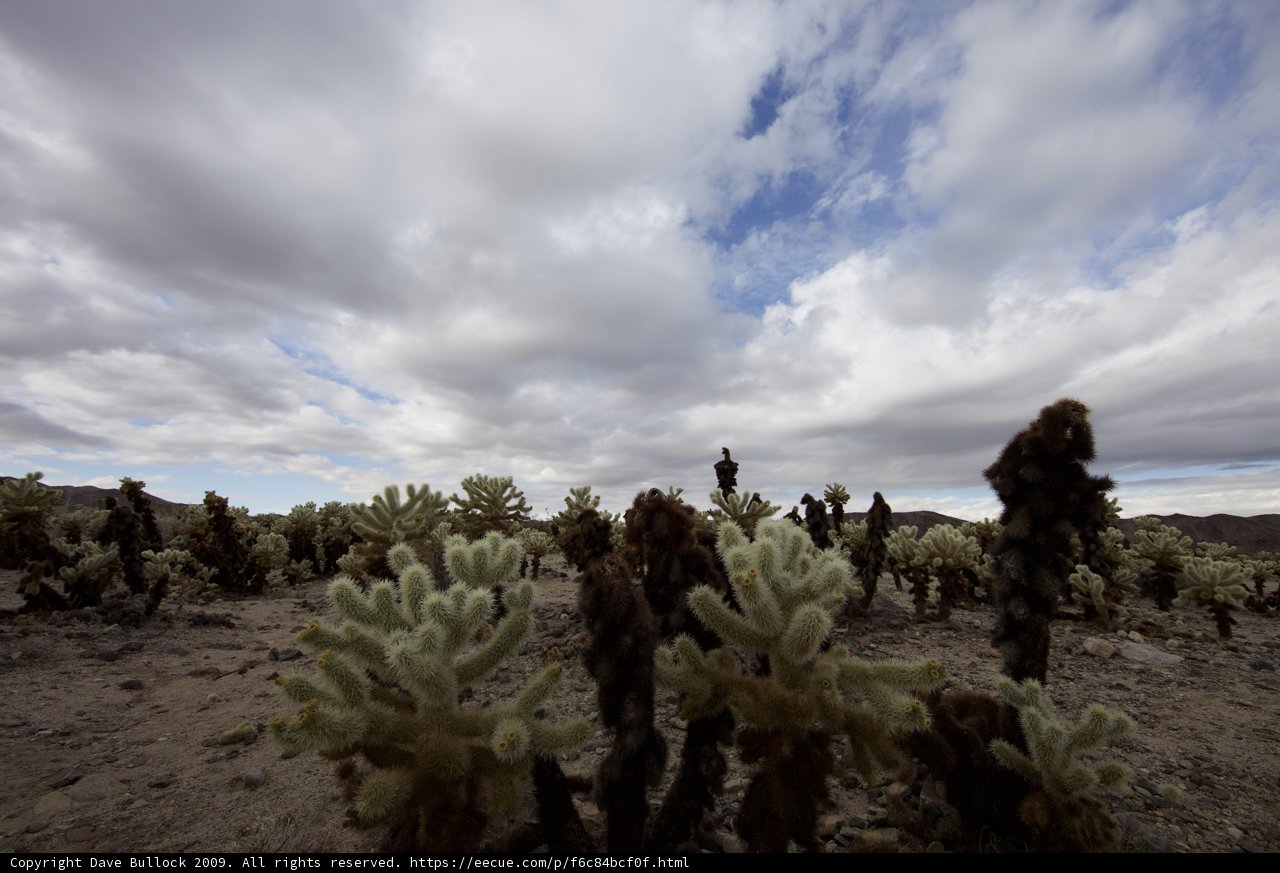 Cactus Oasis