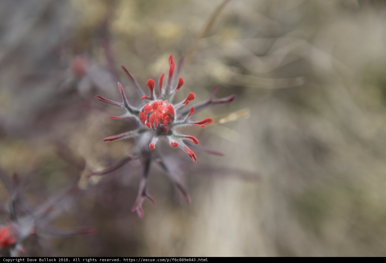 A Red Geranium Bud in Bloom