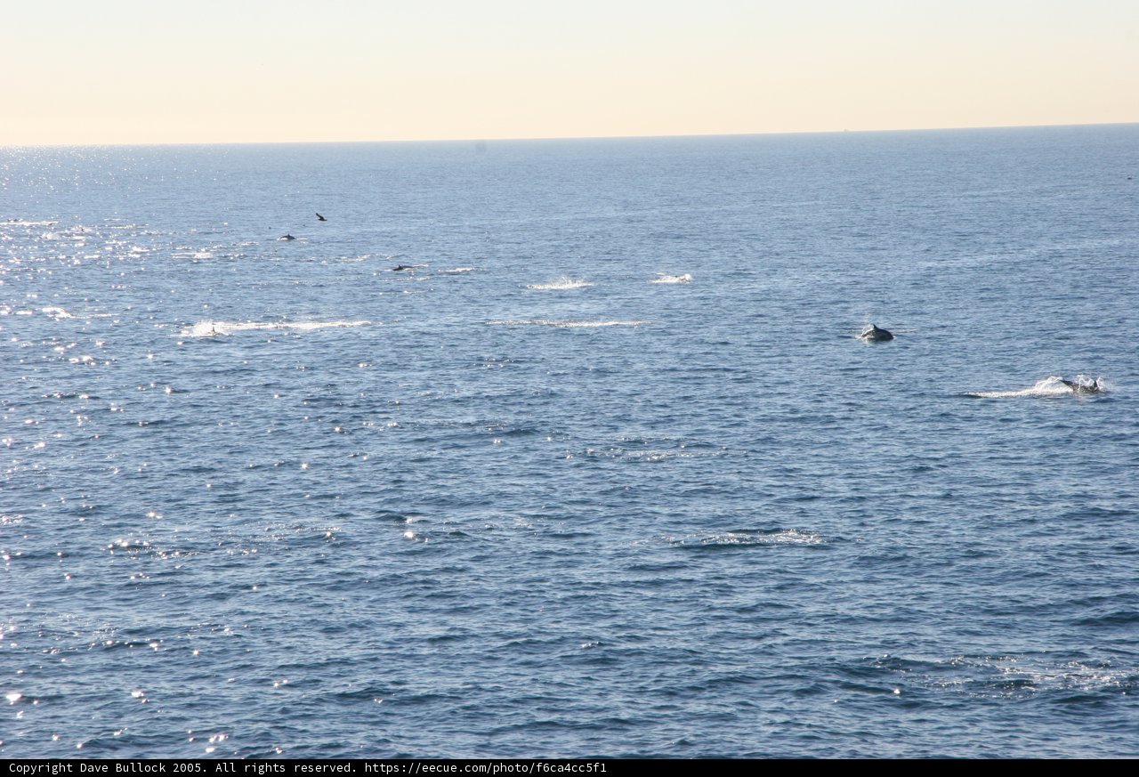 Majestic Whales in the Ocean