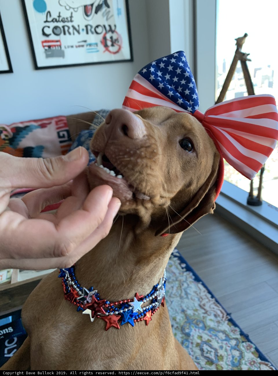Patriotic Pup