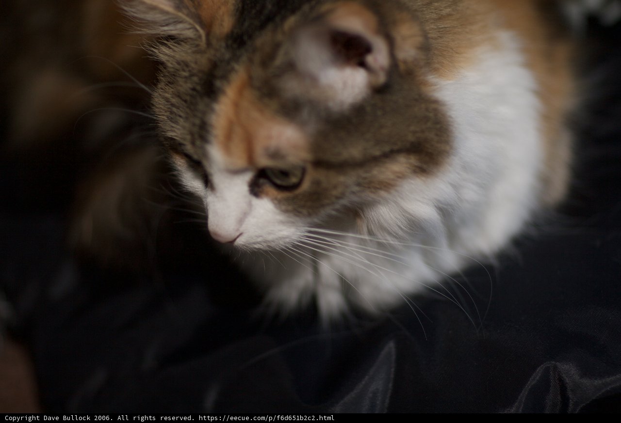 Feline Comfort