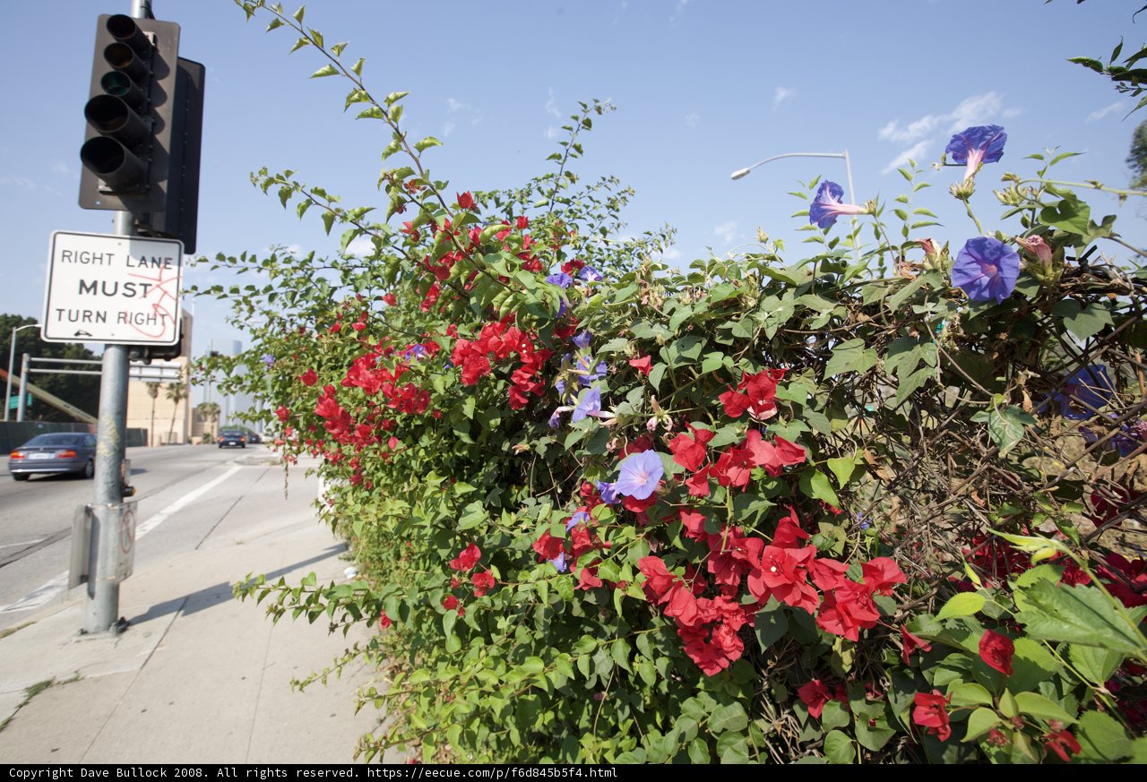 Floral Fence Delight