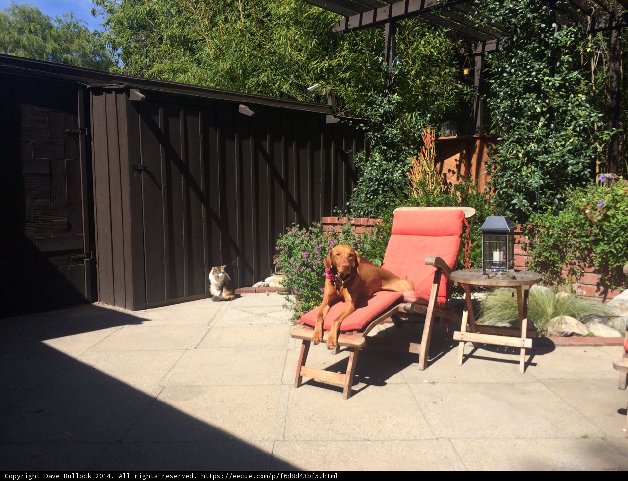 Relaxing in the Backyard