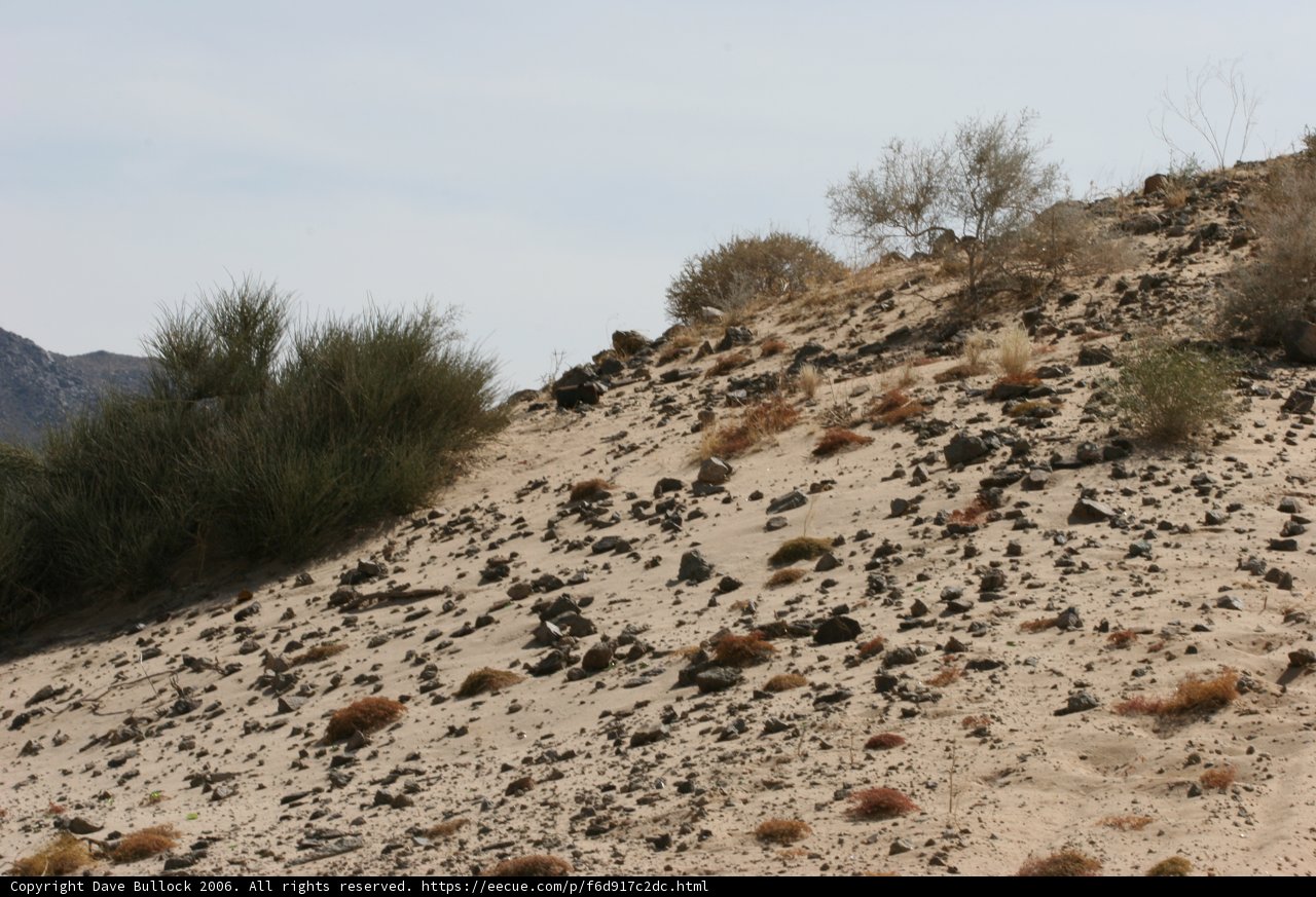Solitude in the Desert