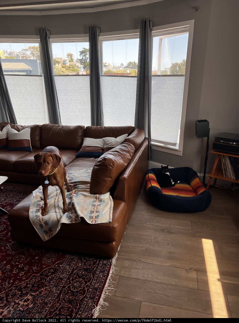 Couch Potato Pup
