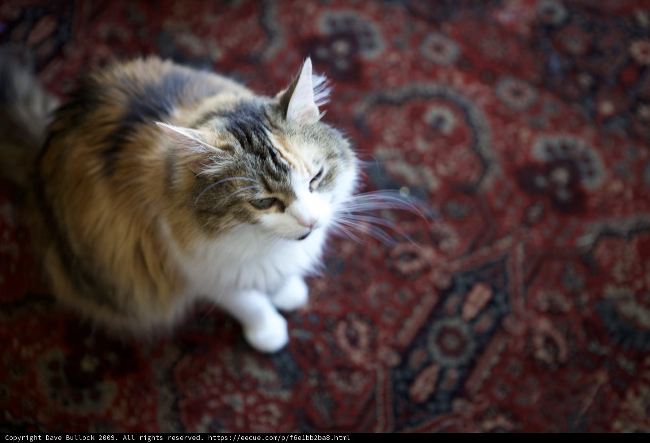 The Feline Ruler in Holiday Mode