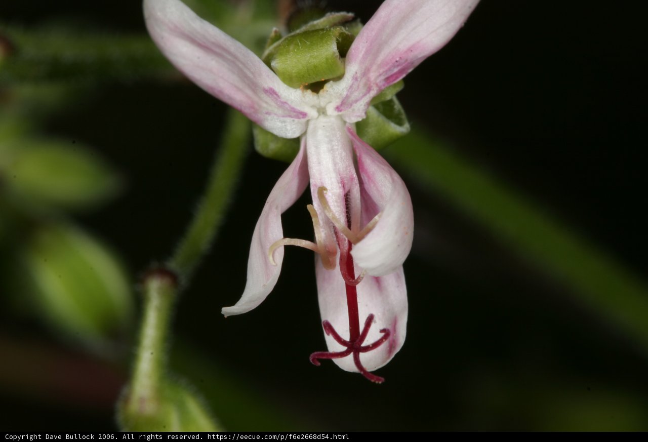 Geranium Blossom