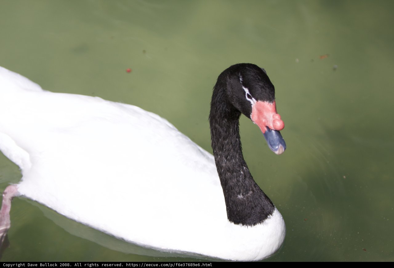 Black and White Swan Serenity