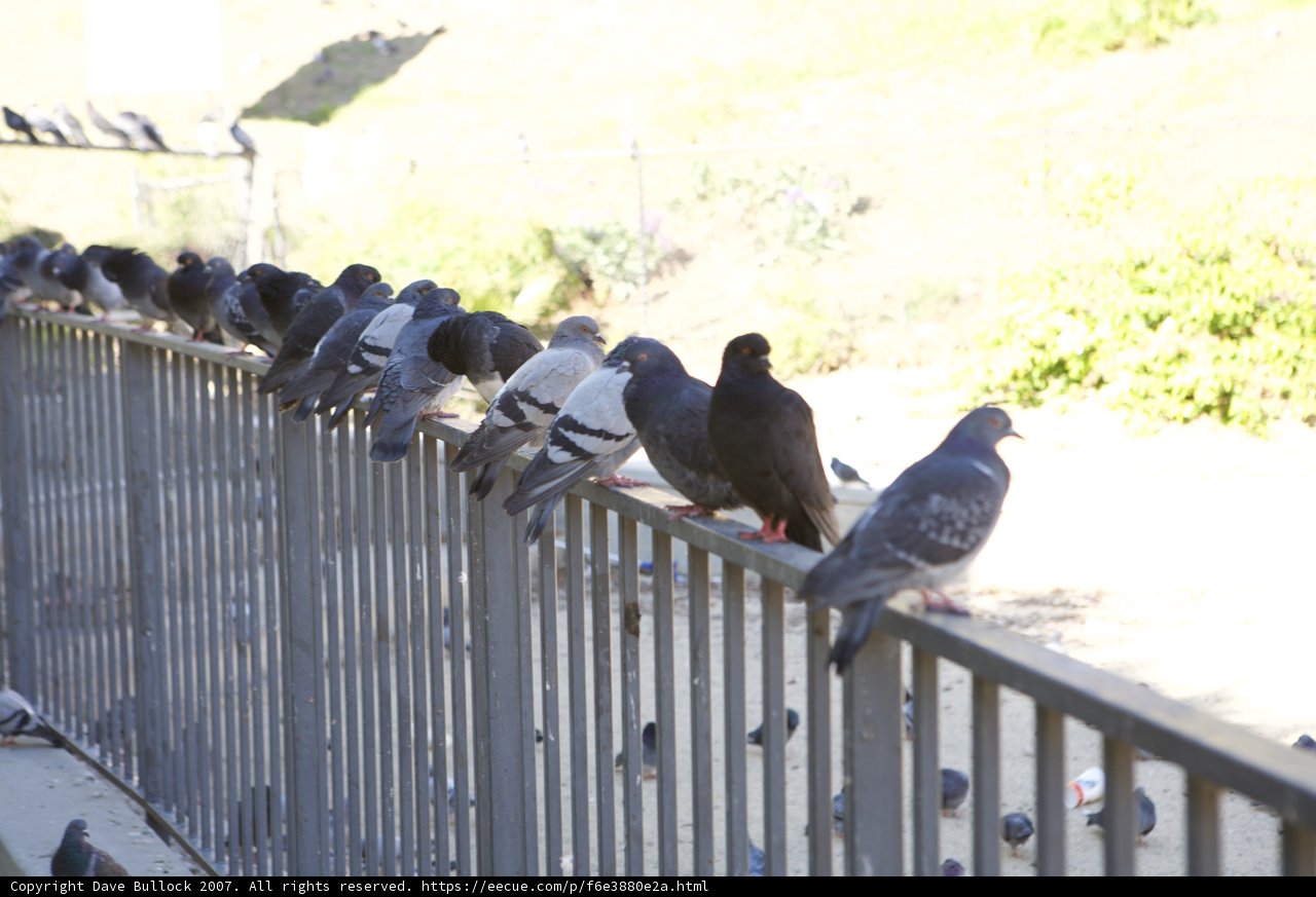 29 Birds on a Fence
